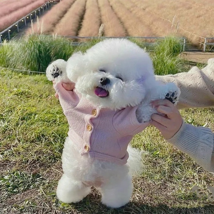 纯种泰迪幼犬太可爱了！茶杯狗+娃娃脸咖啡色，这波不冲真的亏麻了