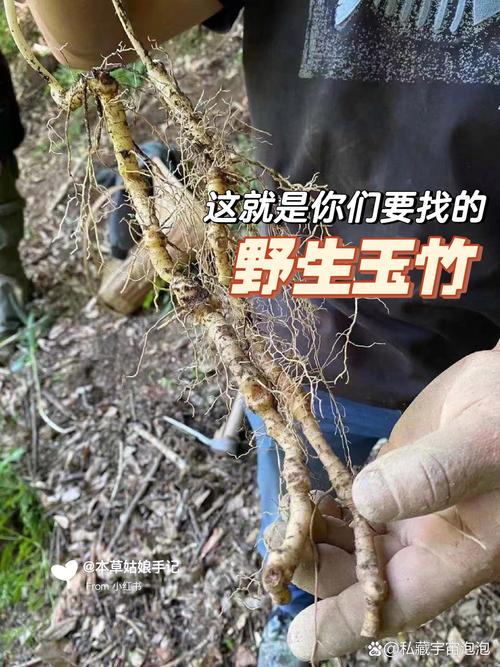 玉竹价格,价格波动与种植前景