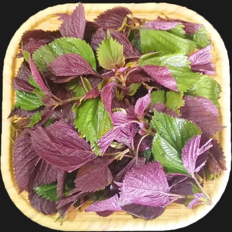 【特价】新鲜现摘紫苏叶，夏日美食的秘密武器