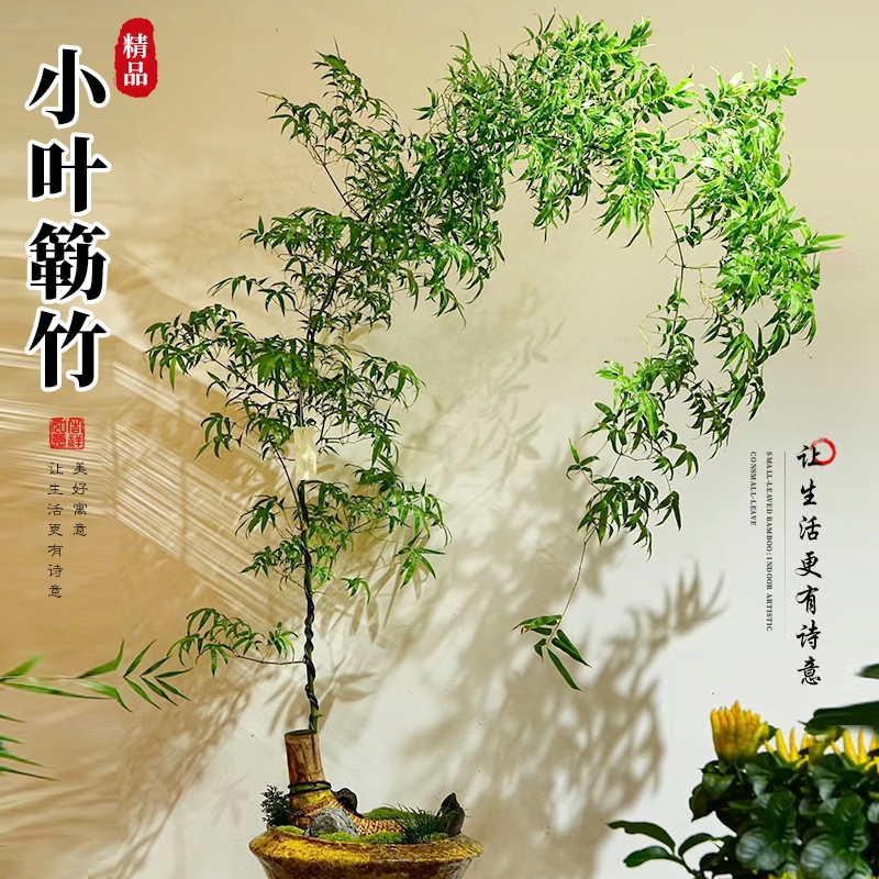 小叶簕竹：客厅里的自然氧吧，禅意生活新风尚