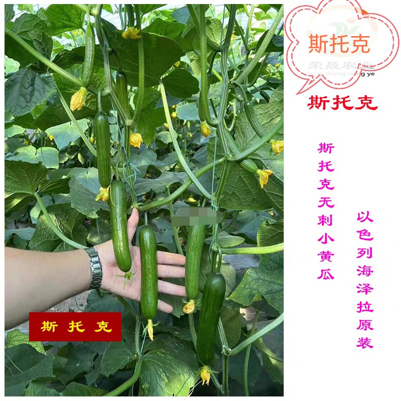 以色列海泽拉斯托克水果黄瓜 vs 荷兰无刺小黄瓜：耐热抗病王者对决！