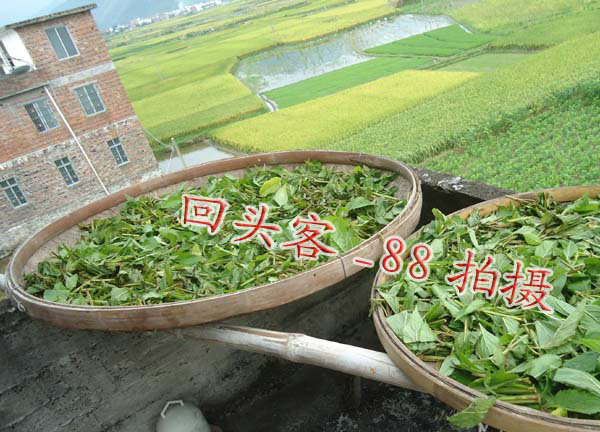 哪种茶属于黄茶？绝绝子，揭秘黄茶的神秘面纱，小白必看！