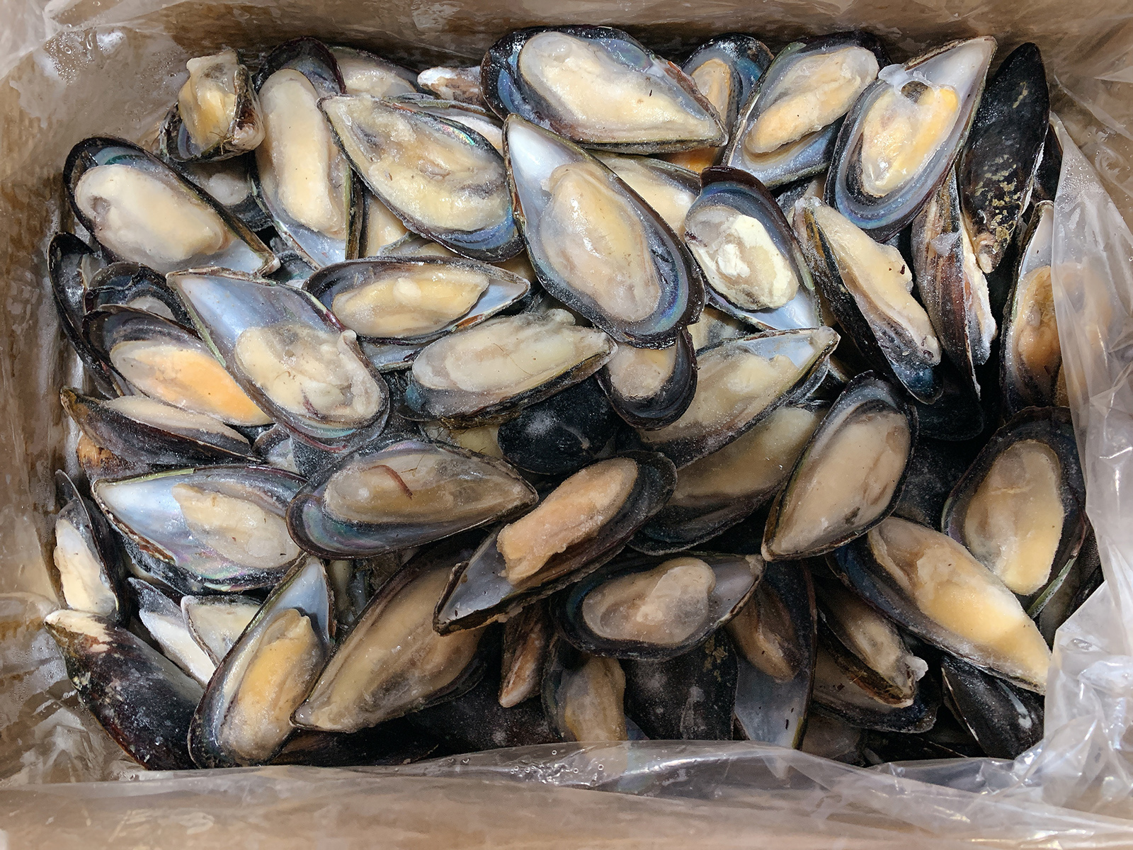 新鲜冷冻蓝口贝10斤大贻贝！江浙沪皖包邮，海鲜控必看！