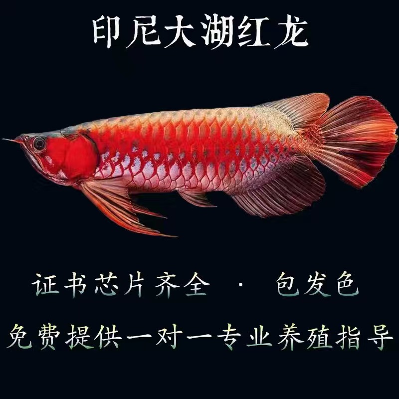 印尼纯血红龙鱼：热带鱼界的贵族，你值得拥有！✨