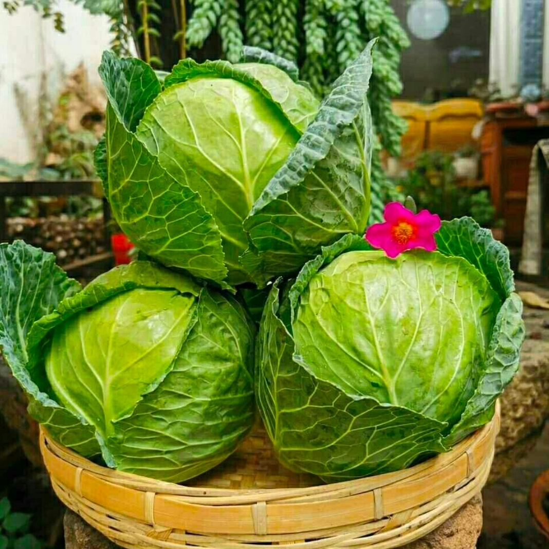 【新鲜】农家卷心菜：大颗切开，550g/份，如何挑选和烹饪？