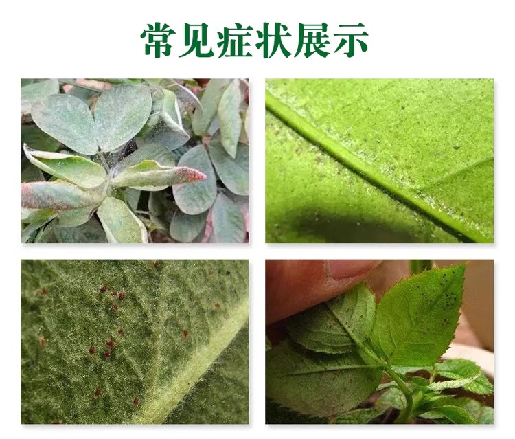 抗性红蜘蛛克星大揭秘：专杀助剂药，柑橘草莓玫瑰月季的救星！
