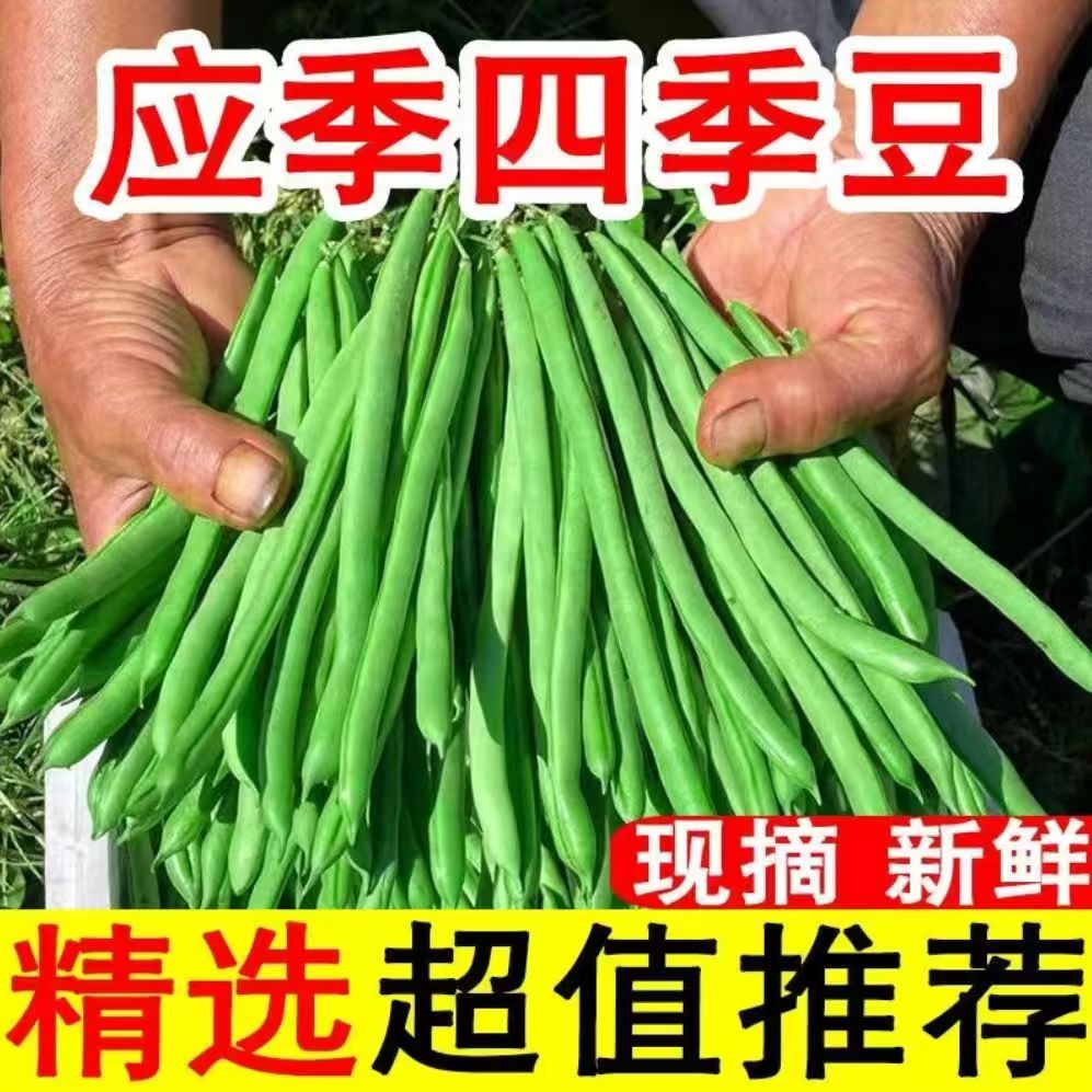 云南四季豆：当季新鲜现摘，露天种植的无筋豆豇豆，让你尝鲜不停歇！