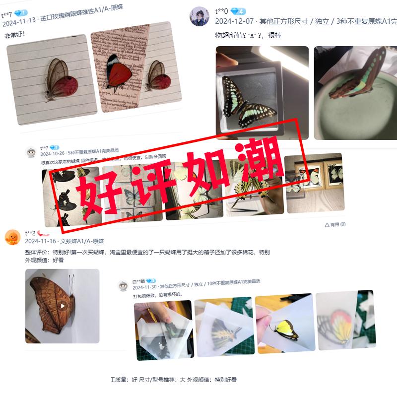 真蝴蝶标本DIY：如何制作闪蝶、凤蝶和蛱蝶的手工标本？