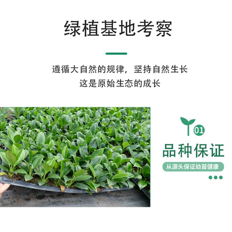 文竹盆栽：室内绿意的秘密武器，轻松打造四季常青的办公桌风景✨