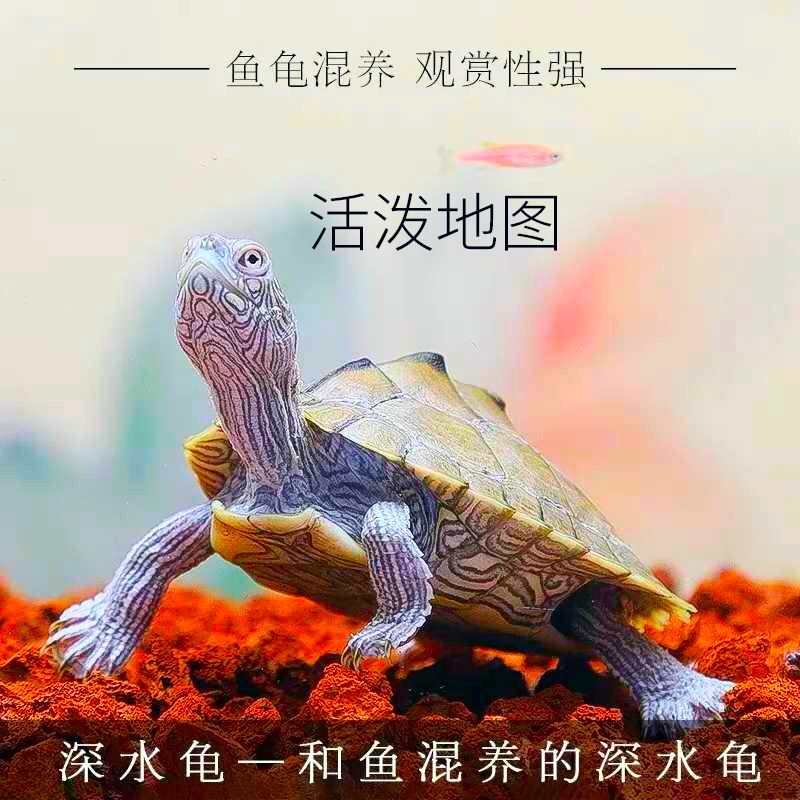 密西西比地图龟：混养新宠，招财龟的深水盛宴！