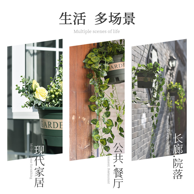 天堂鸟盆栽：点亮你的客厅，办公室轻奢绿植首选！