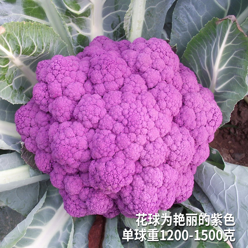 紫色花菜真的绝！欧洲进口2斤装，吃出高级感！这波不买亏大了