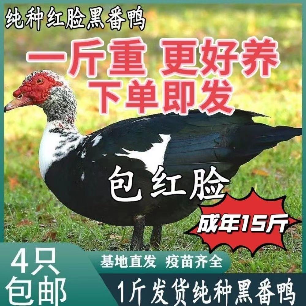 正宗黑番鸭：如何挑选一斤番鸭苗，红鼻子鸭苗，鸳鸯鸭，非洲雁，火鸭，活鸭，西洋鸭？