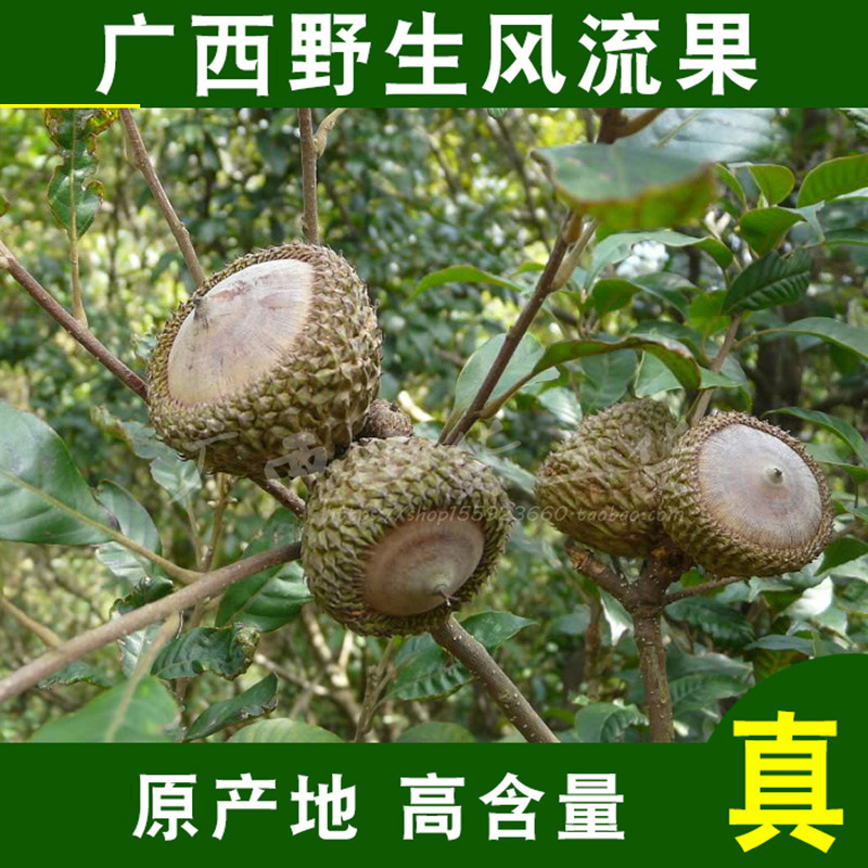 现货新鲜野生风流果500g：广西子厚鳞柯泡酒料龟头子，滋补养生新选择！