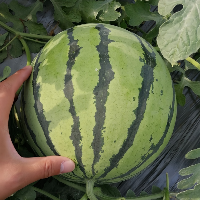 骁龙7gen1相当于麒麟什么水平？性能对比大揭秘