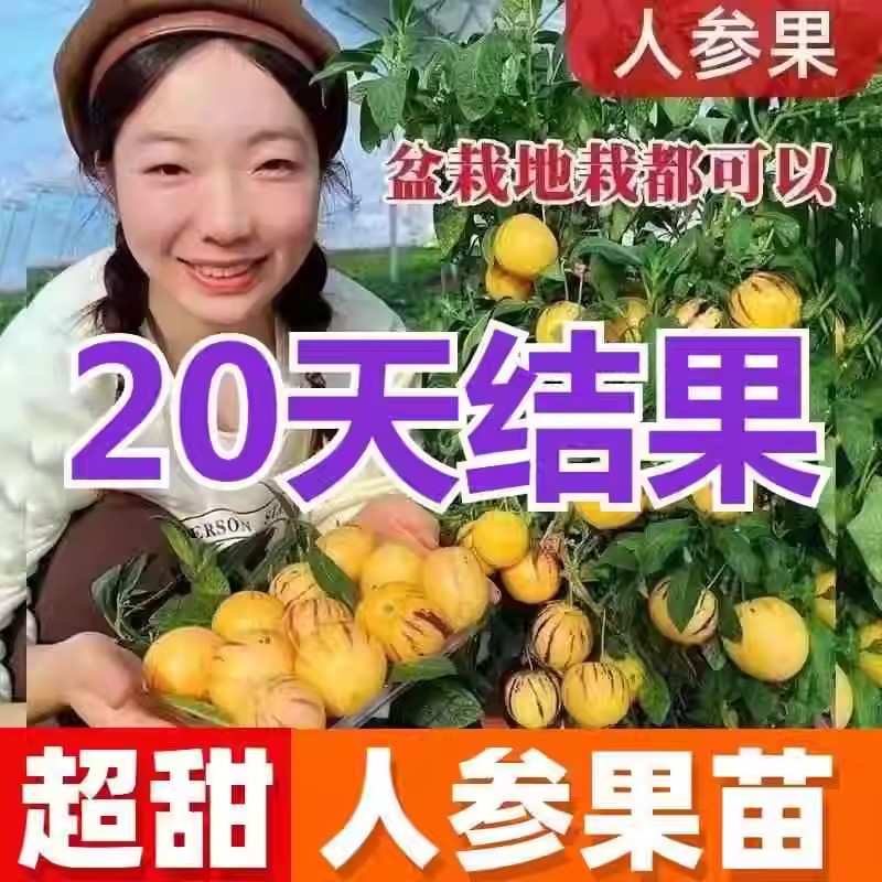 20天见证奇迹：人参果苗盆栽，种下长寿与幸福的秘密果实！