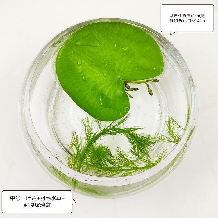 一叶莲：如何在家轻松打造迷你水生花园？