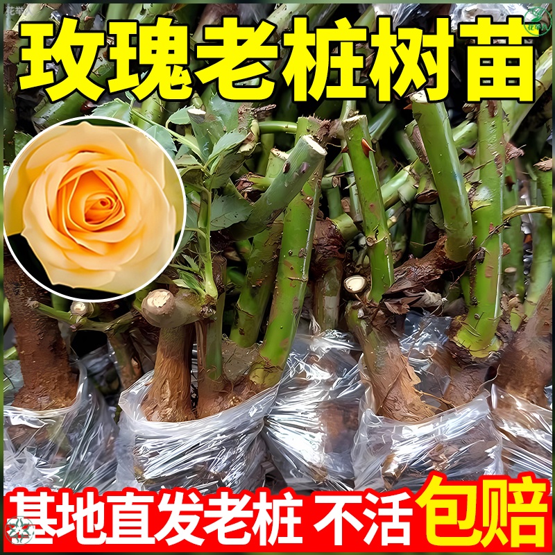 玫瑰花树苗老桩月季花苗：室内室外的美丽传说，浓香大花的园艺梦想