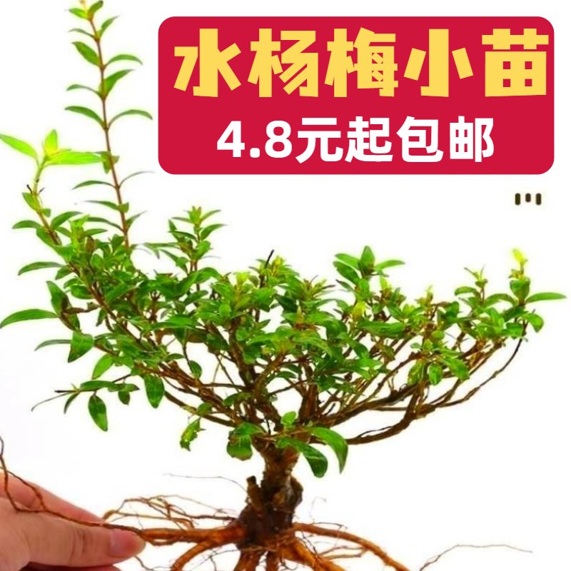 儋州热带植物园门票攻略：走进自然的怀抱，感受热带雨林的魅力！