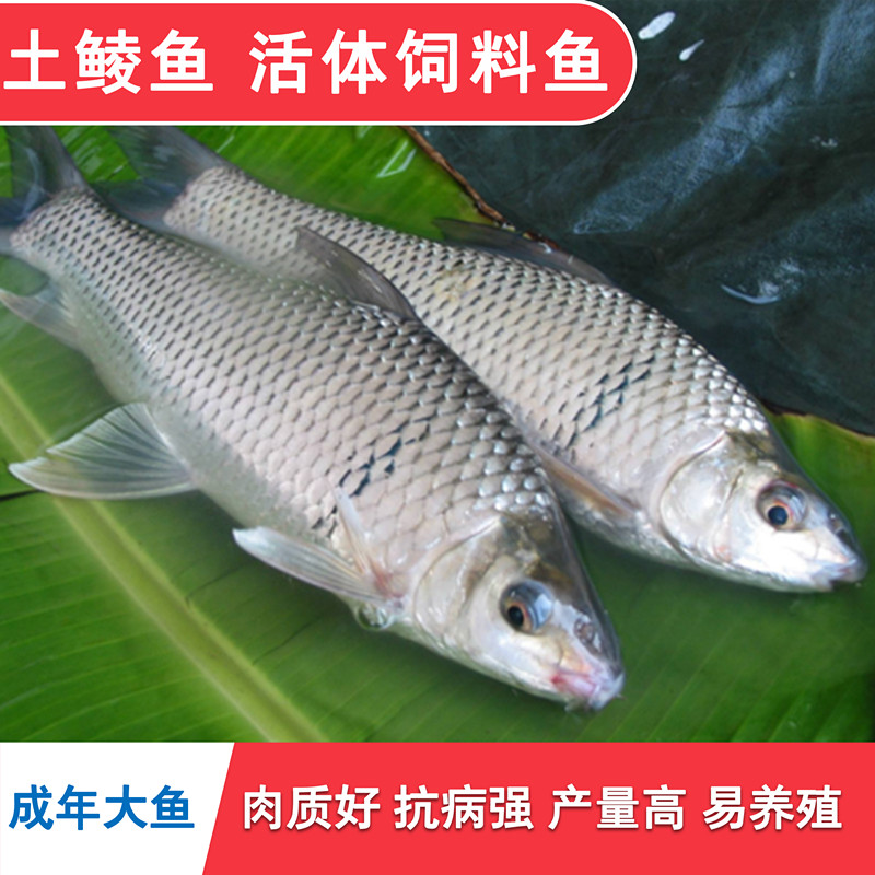 鲮鱼苗养殖全攻略：从土鲮鱼苗到泰鲮活饵，打造淡水养殖新天地！