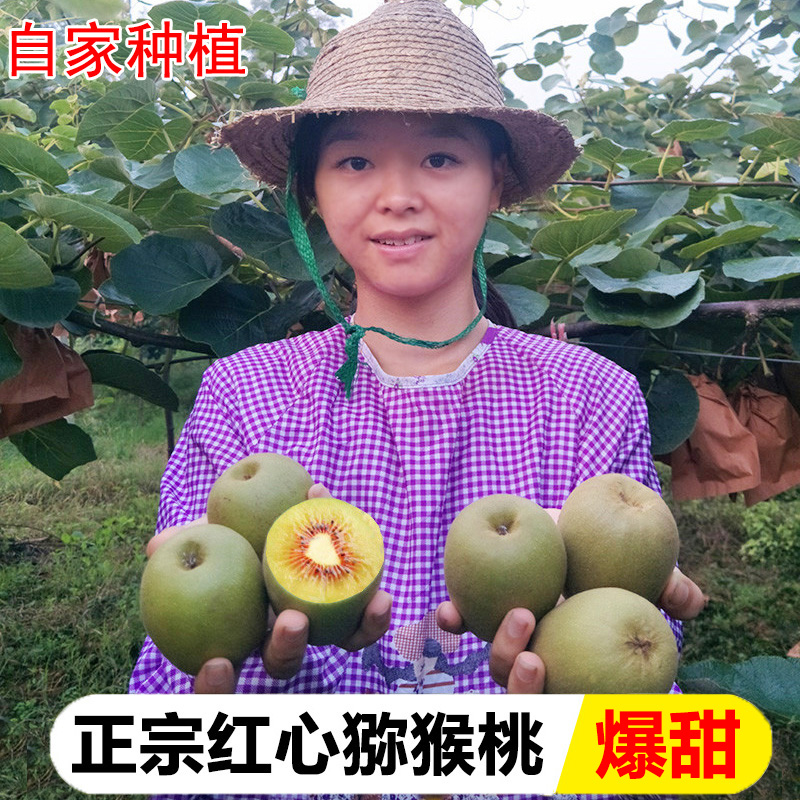农家红心猕猴桃新鲜包邮，四川蒲江应季孕妇水果，泥猴桃奇异果大放送！