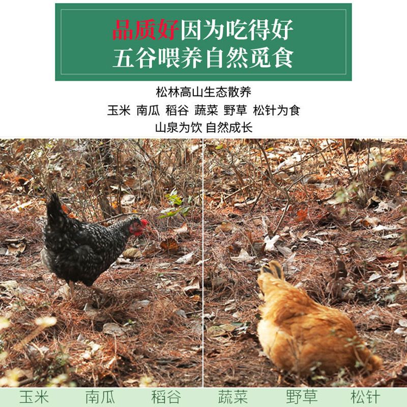 新鲜现杀土鸡，让你的餐桌升级成星级大厨的美味盛宴✨