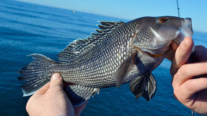 Fishing Reefs: A Dive into the Ocean’s Hidden Treasures