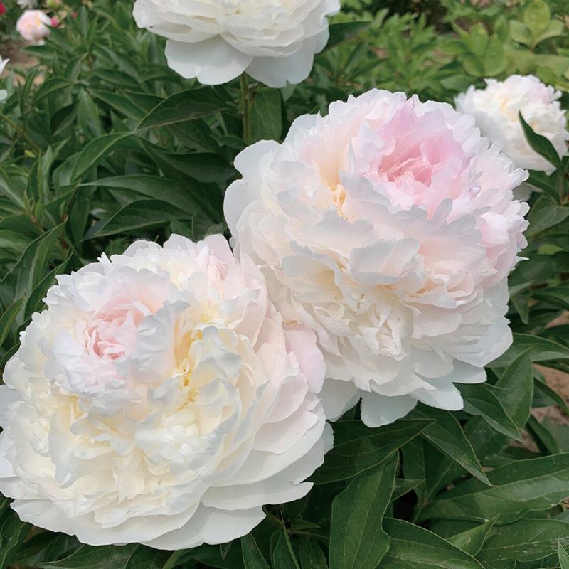 重瓣芍药花苗：四季花开，庭院里的浓香牡丹盛宴！