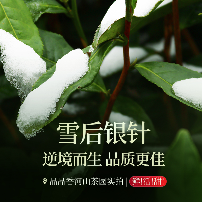 2024年雪后白毫银针：福鼎白茶的顶级享受，你值得拥有吗？