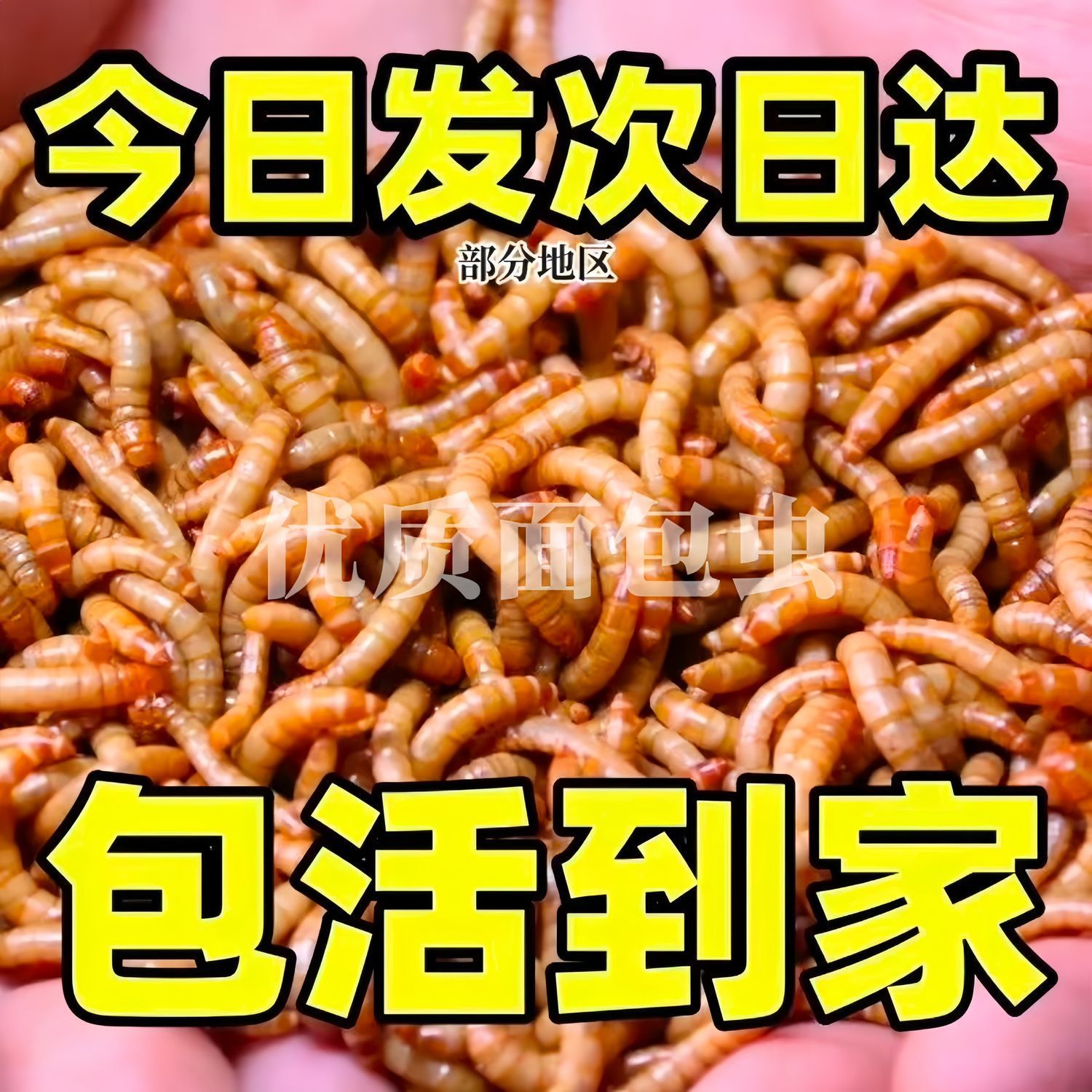 终极宠物食品指南：从面包虫到龙鱼，你的宠物美食全攻略!