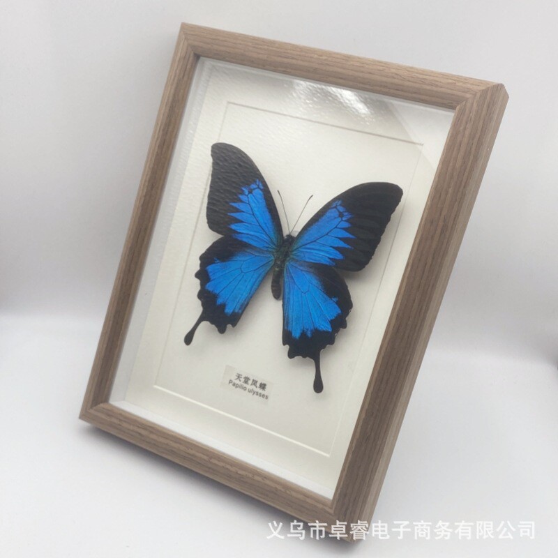 真蝴蝶标本工艺品：白粉蝶装饰画，点亮家居的自然之美