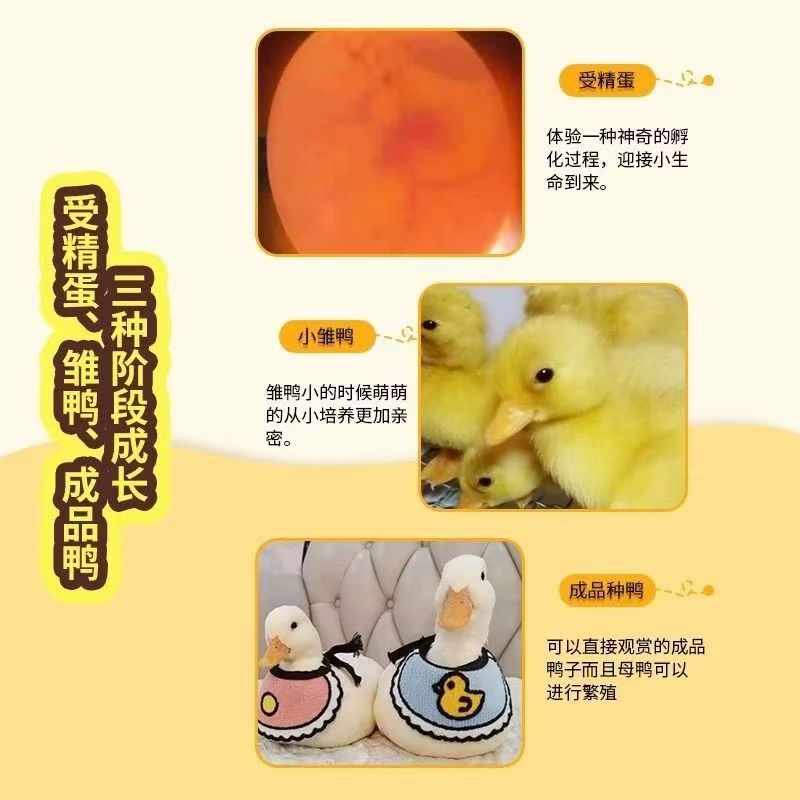 S级品像宠物儿童包活到家网红小黄鸭科尔鸭活体，萌化你的心！