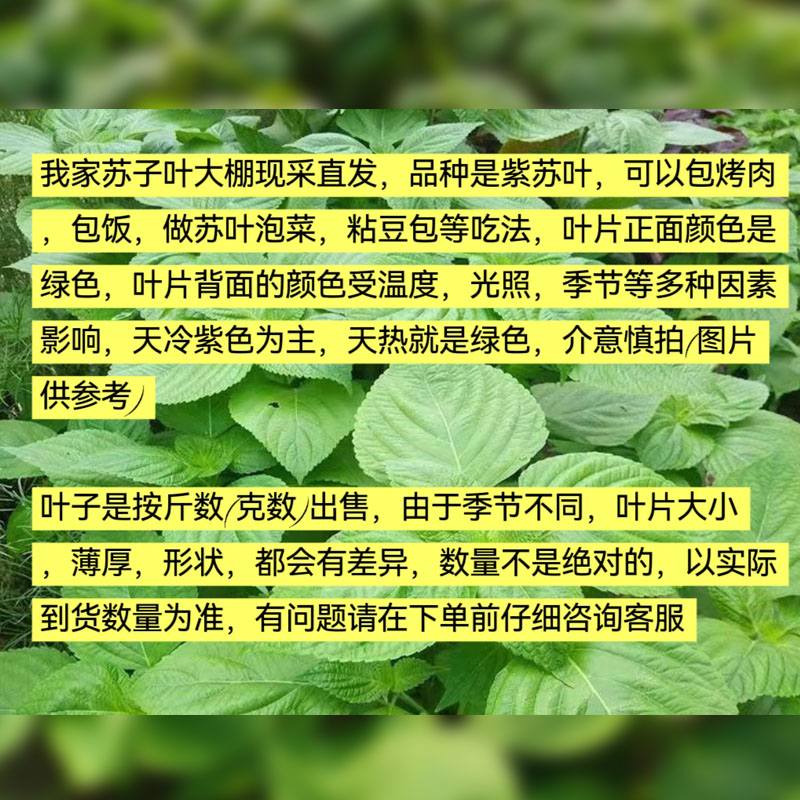 紫苏叶的秘密：解锁东北烤肉灵魂风味！✨