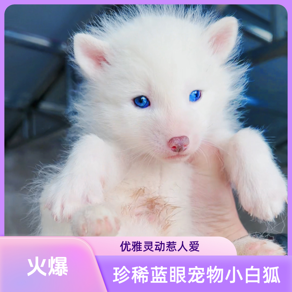 养狐狸真的不香吗？雪狐/北极白狐/冰岛狐幼崽实测！这波真香警告
