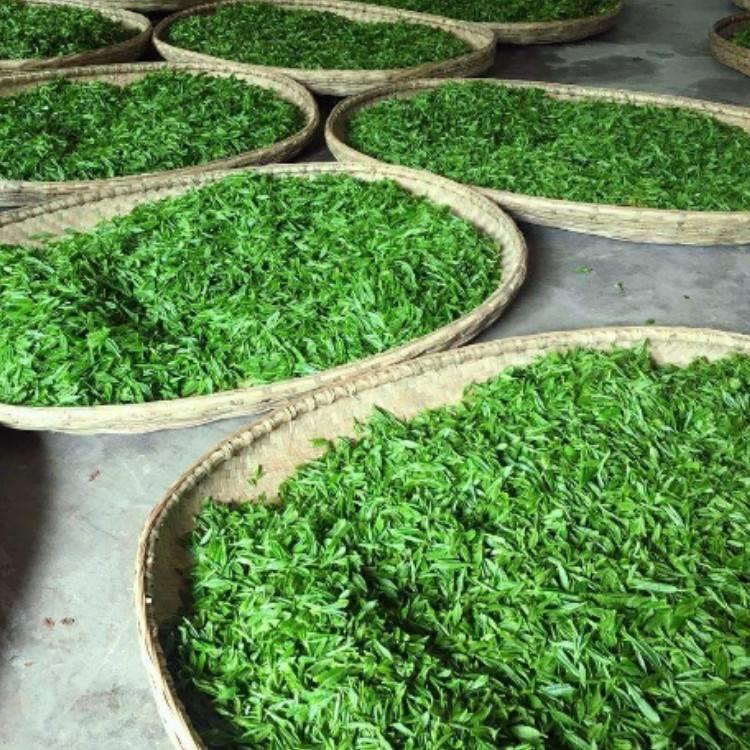 自动化智能茶叶微波杀青机：轻松制茶，享受绿色生活