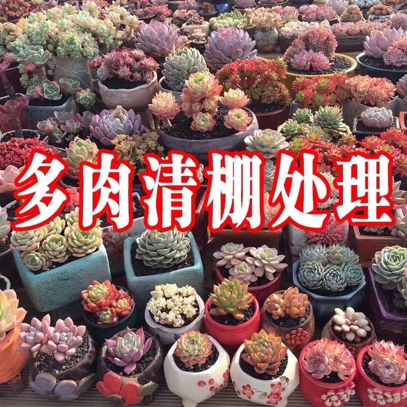 缅甸巨型象耳芋老桩！这盆绿植太震撼了，养在家里直接变身热带雨林