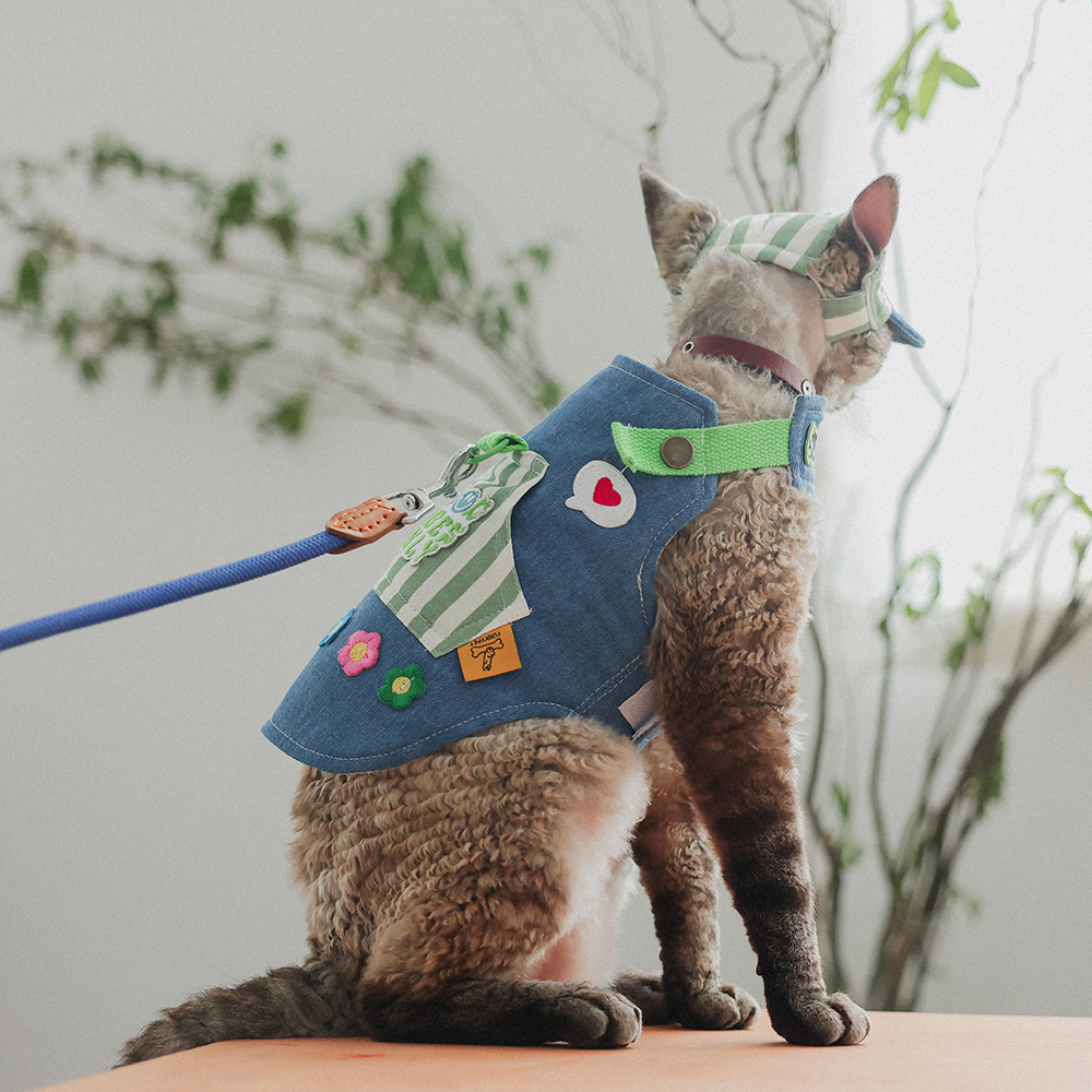 遛猫绳大揭秘：德文胸背带，幼猫外出专用神器，防挣脱遛猫链子，遛狗遛猫两不误！