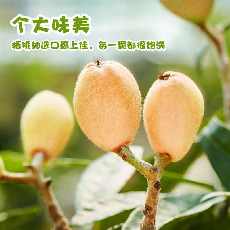 当季新鲜三月白枇杷，玉环白沙枇杷5斤大果香甜礼盒装，送礼水果首选！