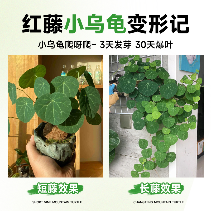 山乌龟爬藤植物水培：四季常青的桌面绿植新宠