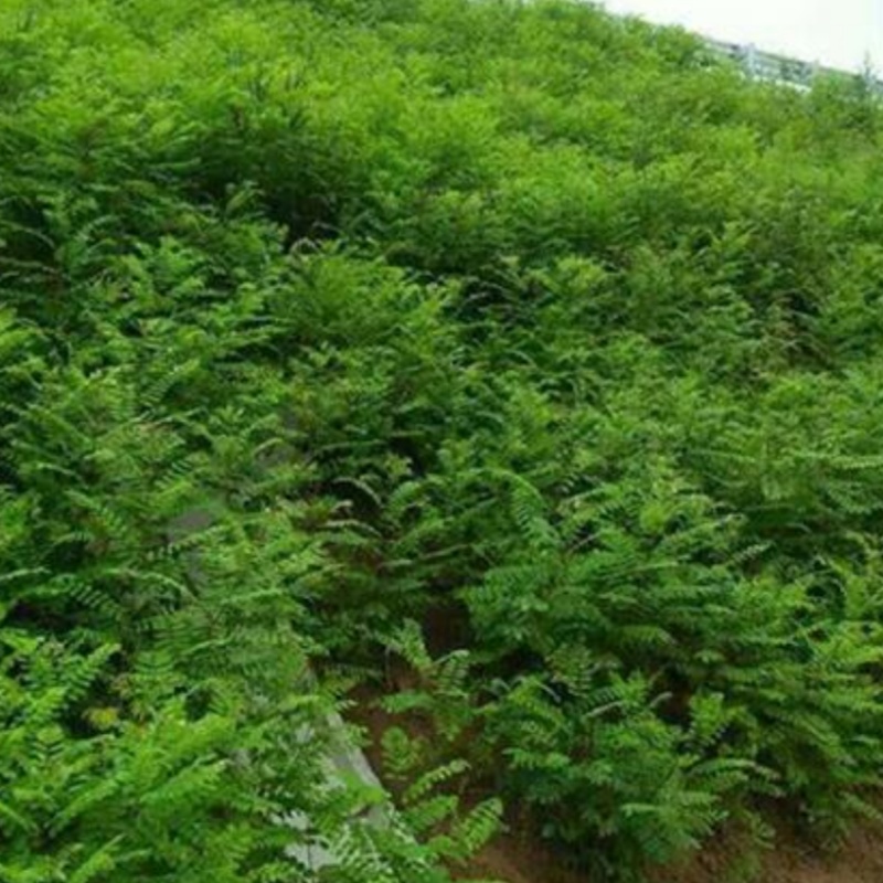 紫穗槐树苗：防沙固沙护坡的绿色卫士，国槐刺槐耐寒耐旱绿化新宠