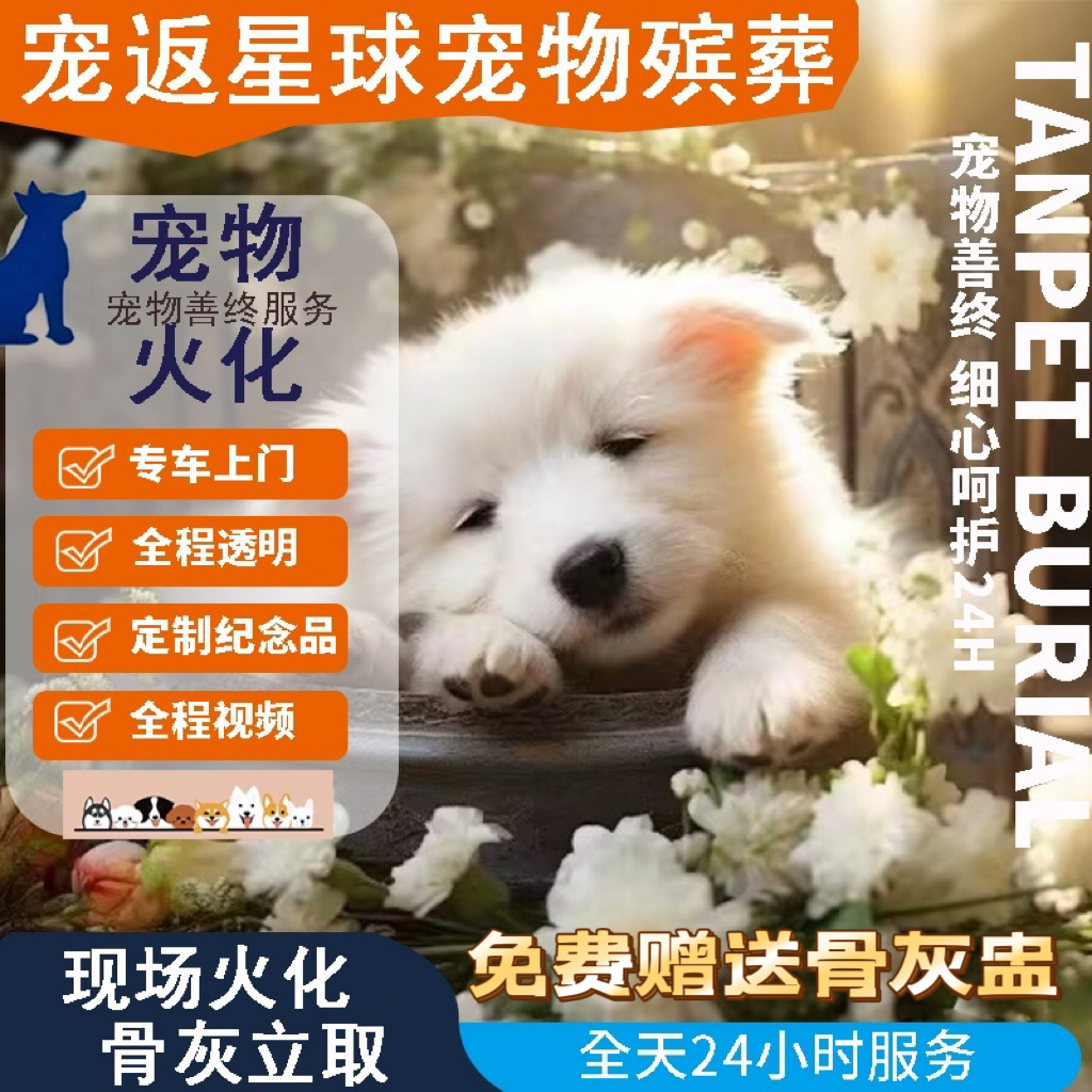 宠物火化服务太暖心！宠返星球24小时上门处理，让毛孩子有尊严告别