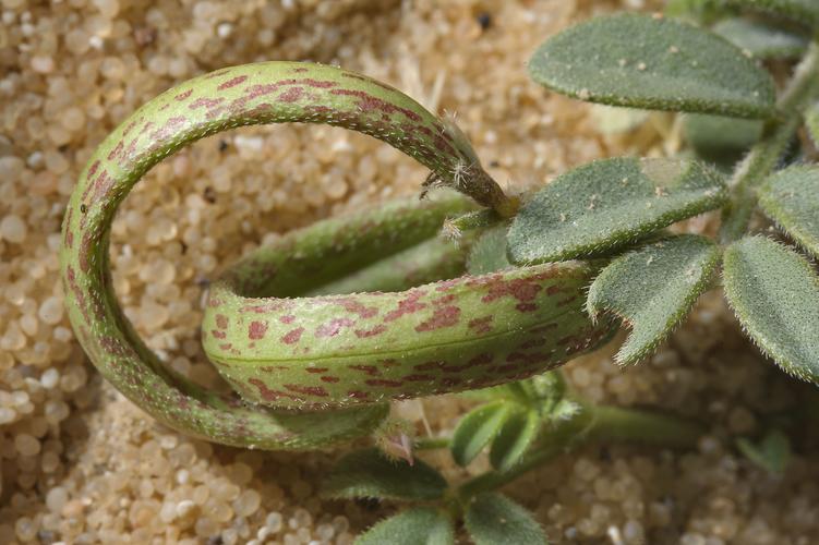 dr khan sand springs,Dr. Khan Sand Springs: A Comprehensive Overview