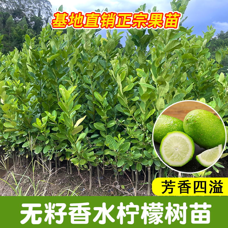 广东香水柠檬苗：四季无核，南国香氛的秘密武器！
