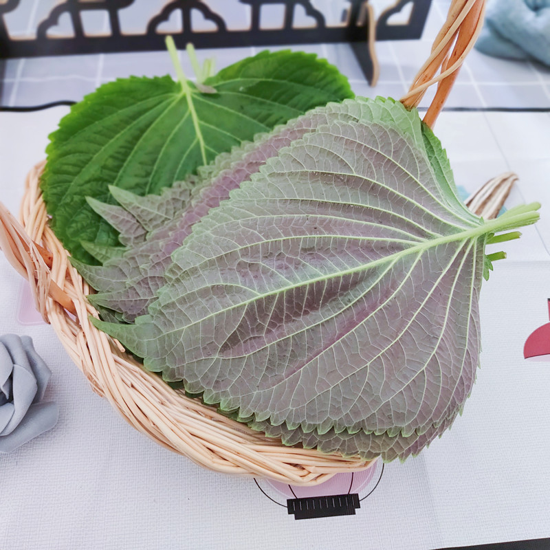 正宗紫苏叶：解锁夏日美食新风味，让你吃出健康好滋味！️