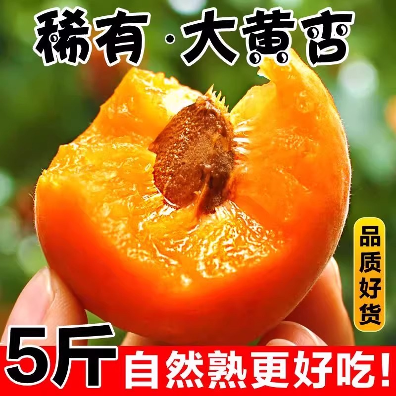 金太阳大黄杏：甜蜜夏日，一口咬下满嘴香甜✨
