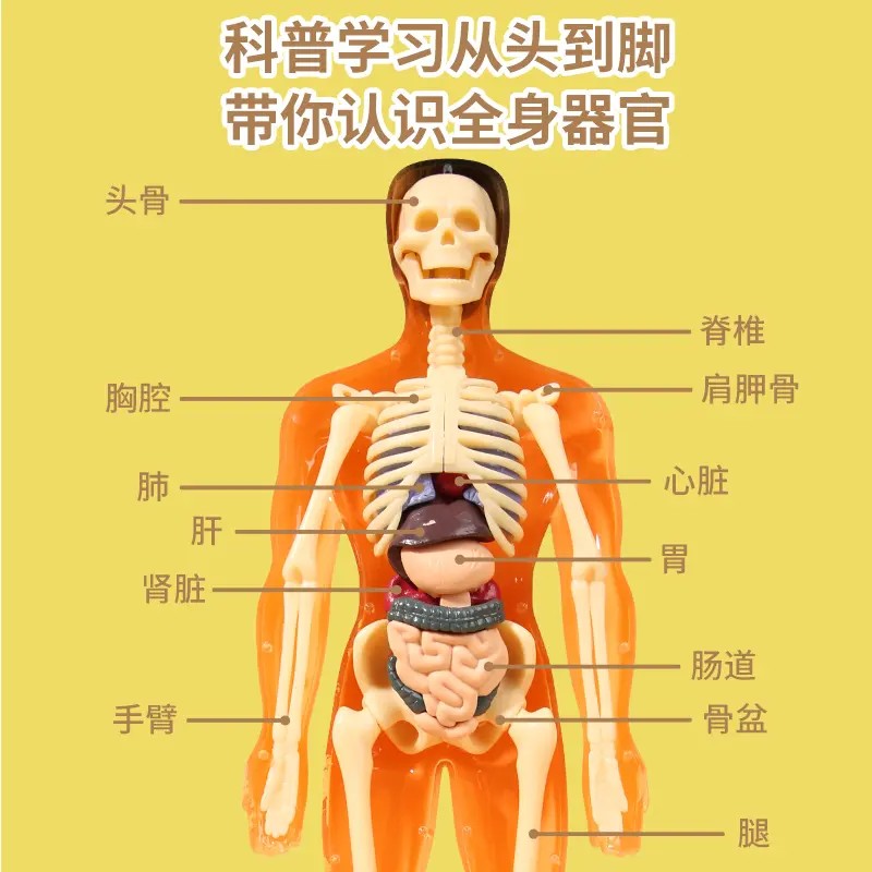 新款DIY人体器官骨骼模型：拼装拆卸，探索人体奥秘的儿童科教玩具