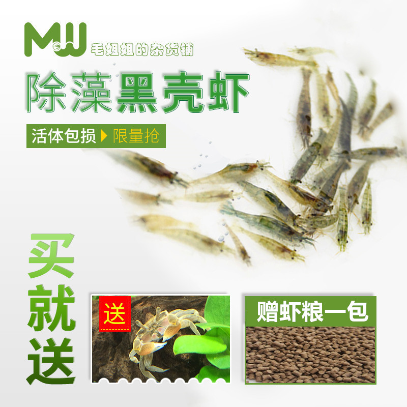 黑壳虾：水族箱里的天然清洁工，古法养鱼的秘密武器！