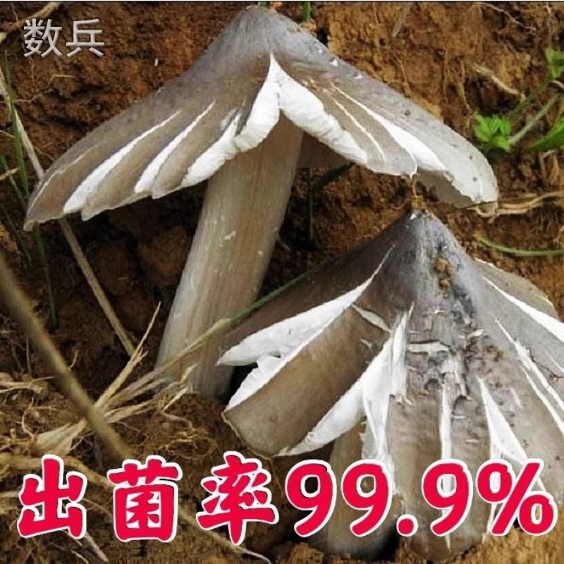 鸡枞菌原种种植秘籍：高产三塔菌荔枝菌，人工种植不再是难题！