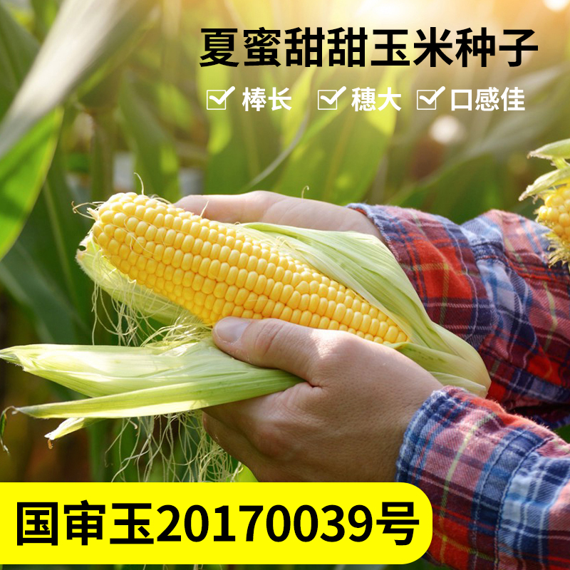 贵州农家包谷饭：舌尖上的乡愁，带你尝遍山野风味