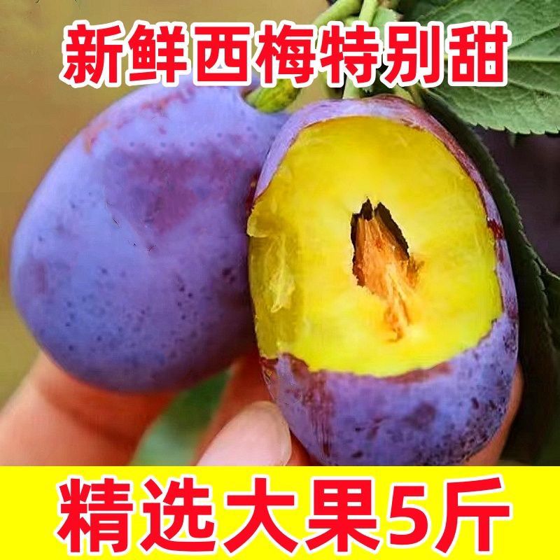 正宗云南西梅：当季新鲜现摘，孕妇也能安心享受的酸甜滋味！